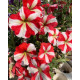 Петунія ампельна Gioconda F1 Red Star, 10 шт, Farao